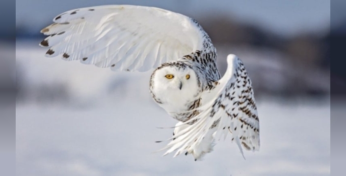 Kar baykuşu İsveç'te nesli tükendi: 10 yıllık sessizlik son verdi