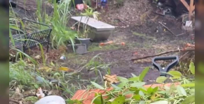 Ormanda buldukları vanilya bitkisiyle servet değerinde takas yaptılar