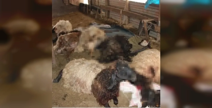 Şırnak'ta sokak köpeklerinin saldırısı: 28 koyun telef oldu, 8 çocuklu aile yıkıldı