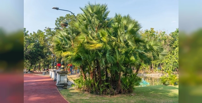 30 yıl sonra uyanan dev palmiye, İspanya'da ev büyüklüğünde çiçek açtı!