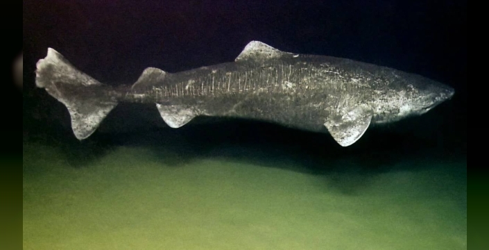 400 yılı deviren dev Grönland köpekbalığı: Cinsel olgunluğa 150 yaşında erişiyor!