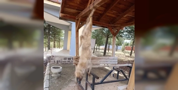Afyonkarahisar'da tüyler ürperten vahşet: Köpeğe akıl almaz işkence!