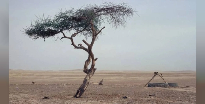 Çölün ortasında yüzyıllarca tek başına yaşayan ağaç, sarhoş şoförün kazasıyla yok oldu