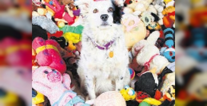 Dâhi köpekler, kulak misafiri olarak öğreniyorlar