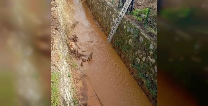 Efeler'de kanala düşen can dostumuz itfaiye ekiplerinin kahramanlığıyla kurtuldu!