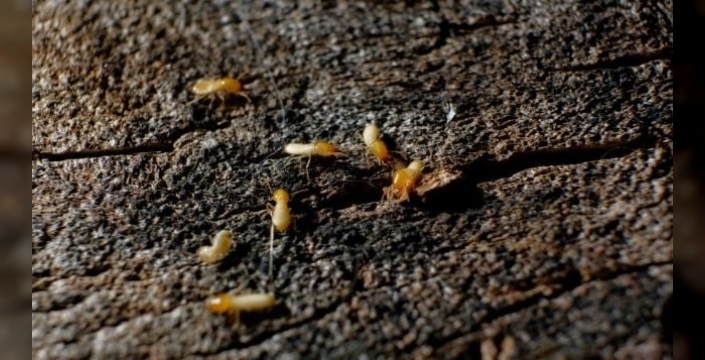 Ev yiyen böcekler Mısır'ı tehdit ediyor, Türkiye'de durumu kontrol altında