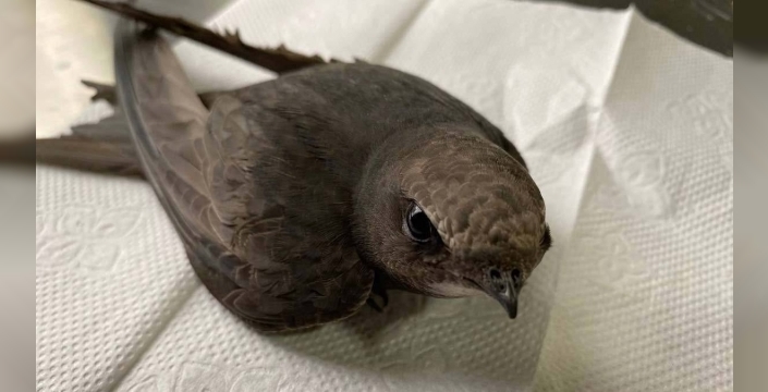 Gökyüzünün Hakimleri: Alp Ebabilleri 200 Gün Boyunca Yerde Hiç Durmadan Hayat Sürüyor