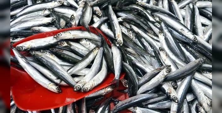 Hamsi, palamudu tahtından indirdi: İstanbul'un deniz ürünü tercihi değişti!