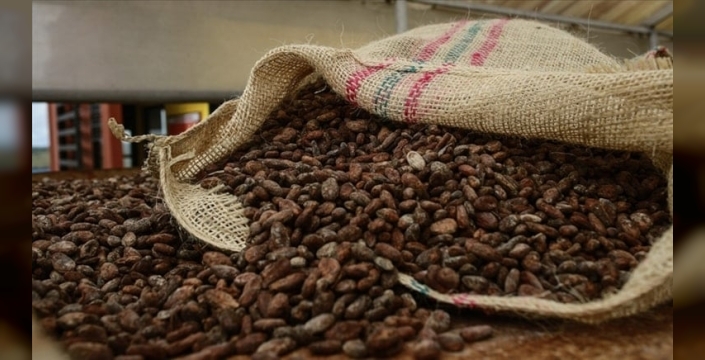 Kakao fiyatları çakıldı: 12 günde yüzde 10'dan fazla düşüş!