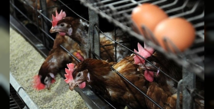 Kanatlı işletmelerine yeni dönemde biyogüvenlik kuralları getirildi