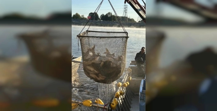 Kansas'ta 49 ton istilacı balık temizlendi, suya motor sesiyle sıçrıyorlar