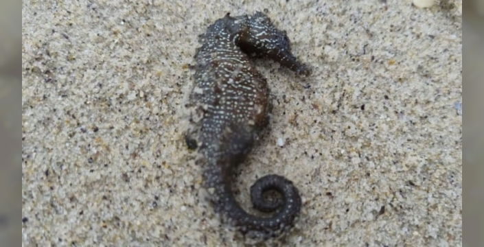 Karadeniz kıyıları ölü deniz atlarıyla doldu: Ekolojik felaket paniği