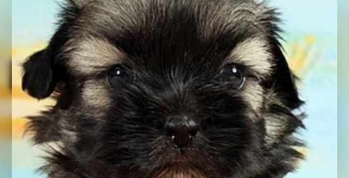 Köpeğini klonlatan kadın, 50 bin dolara pişman oldu