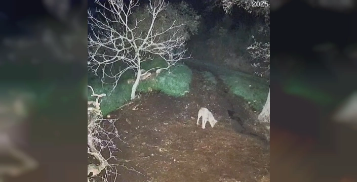 Kurt, ağıla sızıp üç koyunu canından etti!