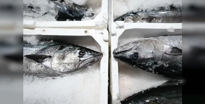 Marmara'da torik akını: Fiyatlar dibe vurdu, balıkçılar şaşkın