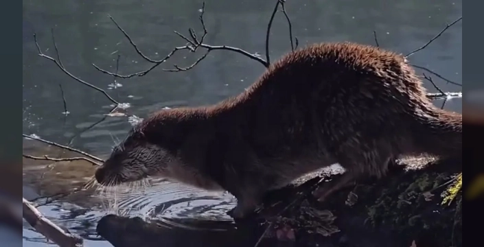 Nesli tükenme tehlikesindeki su samuru Bolu'da görüntülendi