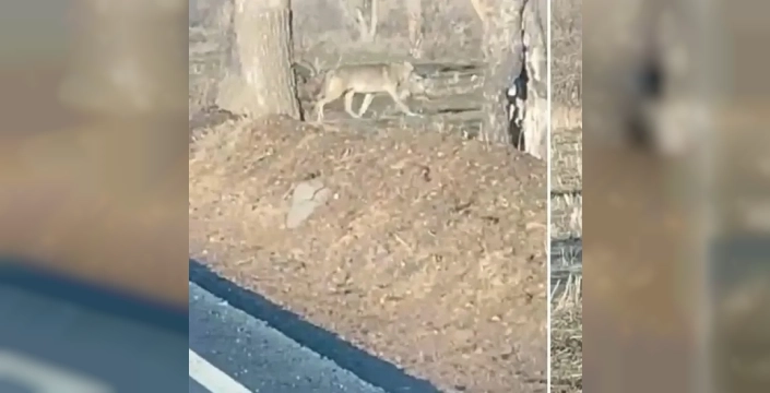 Nevşehir'de aç kurtlar yerleşim yerlerine indi, yiyecek arıyorlar