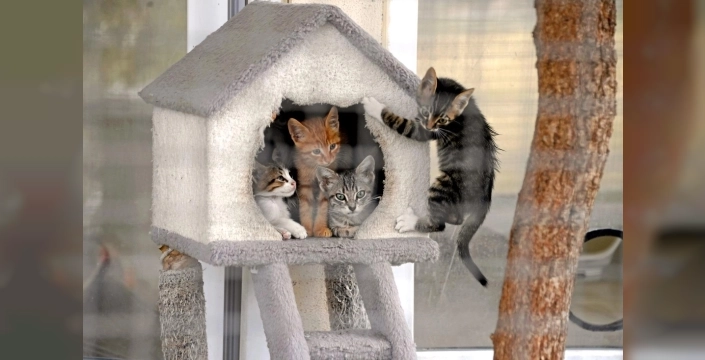 Osmangazi Belediyesi, sokak hayvanları için umut ışığı oluyor