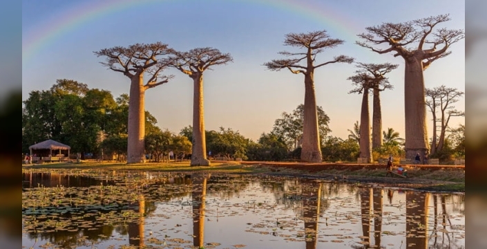 Sekizinci kıta Madagaskar'da şok edici gerçek: Canlıların yüzde 90'ı sadece burada yaşıyor
