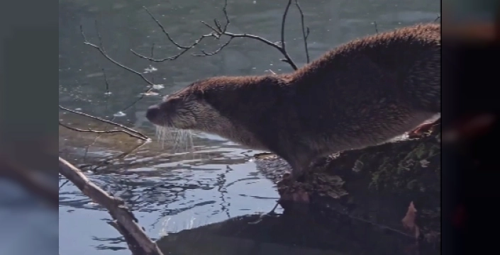 Yedigöller'de nadir görülen su samuru görüntülendi: Bakan Yumaklı'dan doğa koruma mesajı