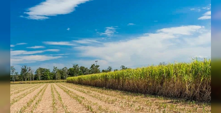 Avustralya'yı tehdit eden dev kurbağalar: Kıtayı yutmak üzereler!