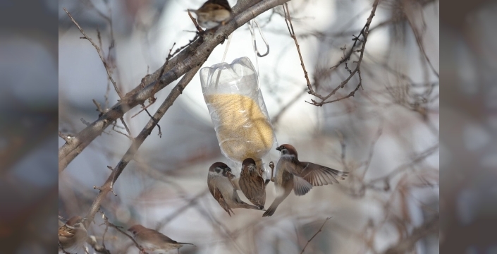 Belgorod'da gizemli seferberlik: Serçelerin izini süren gönüllü ordusu sokaklarda