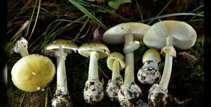 California'da 'ölüm şapkası' mantarı alarmı: 4 can aldı, zehir pişirmekle geçmiyor