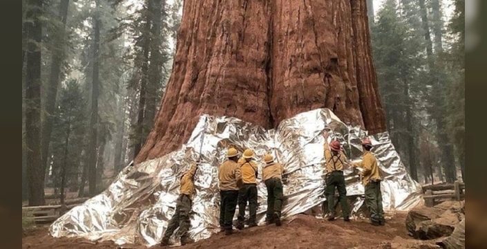 Dünyanın en büyük ağacı: General Sherman, özgürlük heykelini ikiye katlıyor