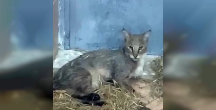 Hayata tutunan saz kedisi, tedavi sonrası doğaya döndü!