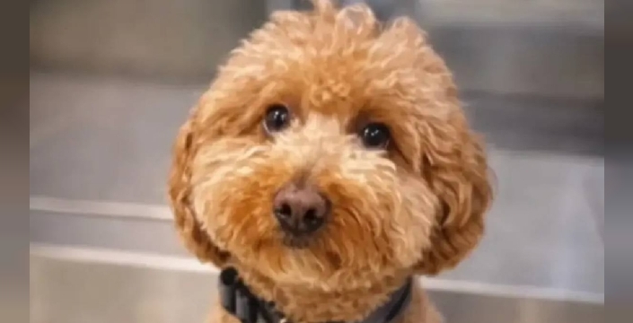 Köpeğini bilet gişesine bağlayıp uçağa koştu: Havalimanında yürek burkan anlar