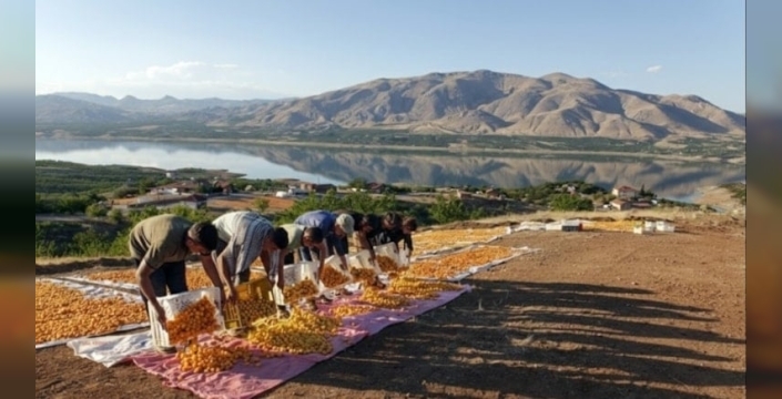 Malatya'dan dünya pazarına 750 milyon dolarlık kayısı hamlesi