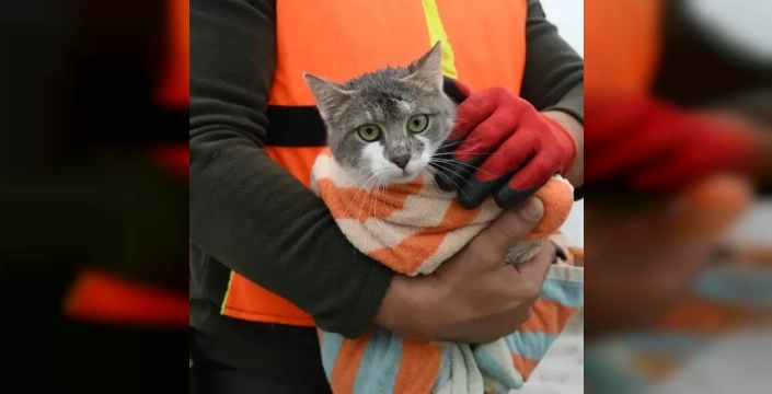 Meriç'te sular yükseldi, mahsur kalan hayvanlar kurtarıldı