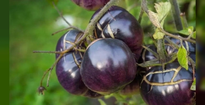 Mor domates raflarda: Avustralya, genetiği değiştirilmiş ilk taze ürünü satışa sundu