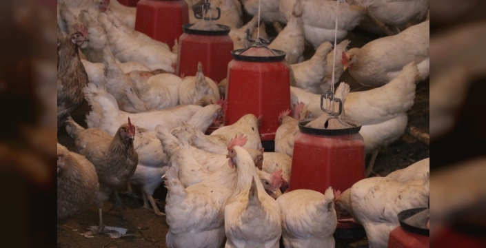 Ramazan'da tavuk fiyatları düşecek ama sonrasında ağır bedeller ödenecek