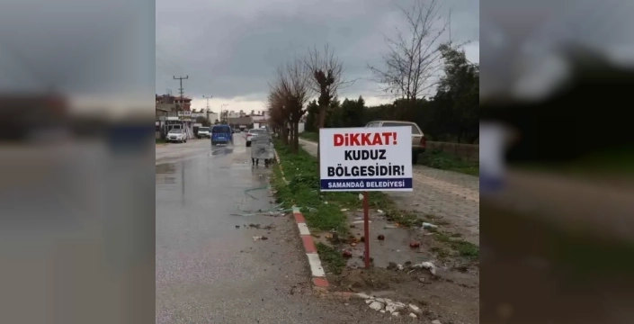 Samandağ'da kuduz alarmı: 4 mahalle karantinaya alındı