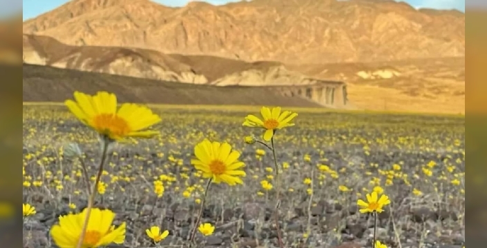 Ölüm Vadisi'nde nadir doğa olayı: Çiçekler açtı