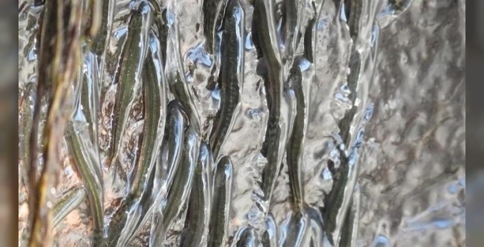 Demokratik Kongo Cumhuriyeti'nde 50 metrelik şelaleye tırmanabilen balık türü keşfedildi