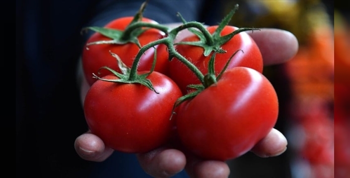 Domates ihracatı ilk çeyrekte rekor kırdı: 180 milyon doları aştı!