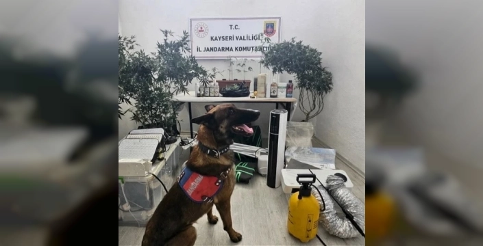 Melikgazi'de kenevir serası baskını: 330 gram uyuşturucu ele geçirildi