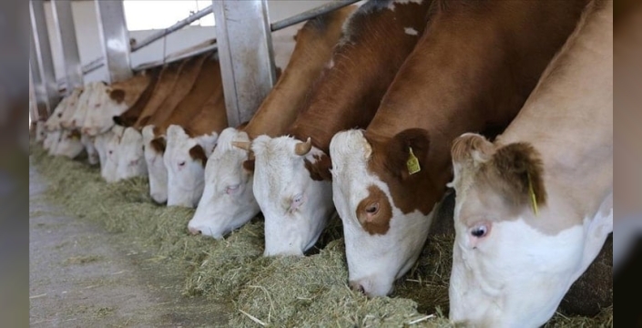 Süt krizi kapıda: 'Damızlık hayvanlar yakında altın değerinde olacak!