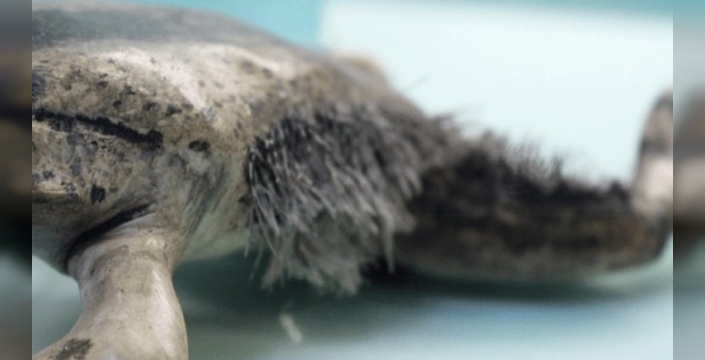 Wolverine kurbağası, kemiklerini kırarak pençeye dönüşüyor